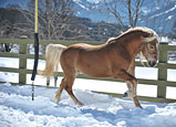 Winter am Angererhof