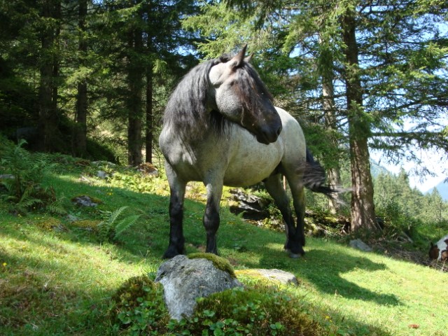 angererhof_rohrmoos_urlaub_am_bauernhof_pferde_1.JPG